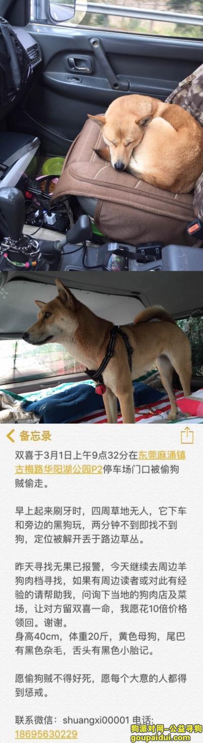 东莞麻涌镇古梅路华阳湖公园重金寻找黄土狗，它是一只非常可爱的宠物狗狗，希望它早日回家，不要变成流浪狗。