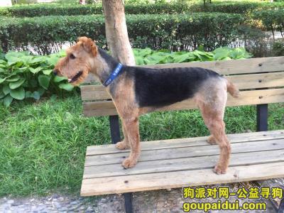 【北京找狗】，寻找万能梗一岁 德外走丢。，它是一只非常可爱的宠物狗狗，希望它早日回家，不要变成流浪狗。