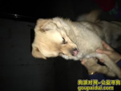 【北京捡到狗】，陶然亭公园东门捡到一只狗，它是一只非常可爱的宠物狗狗，希望它早日回家，不要变成流浪狗。