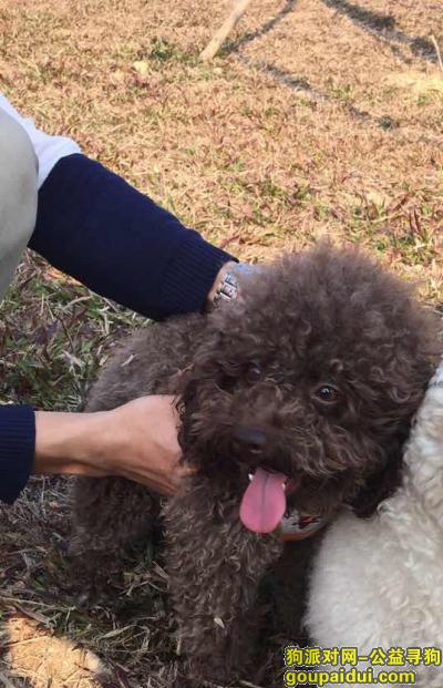 大亚湾龙光城寻找走丢咖啡色公泰迪（贝贝），它是一只非常可爱的宠物狗狗，希望它早日回家，不要变成流浪狗。