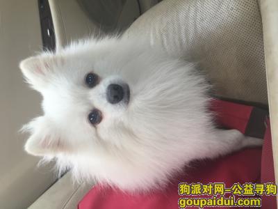 找狗 - 白色博美 - 重酬5000元，它是一只非常可爱的宠物狗狗，希望它早日回家，不要变成流浪狗。