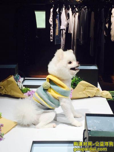 【杭州找狗】，杭州下城区新华路9号重金寻找白色博美，它是一只非常可爱的宠物狗狗，希望它早日回家，不要变成流浪狗。