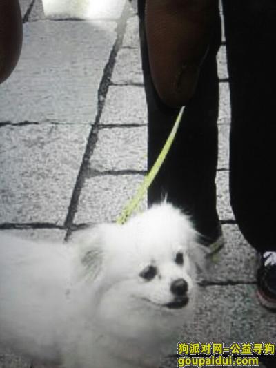 寻找在无锡广勤路石人桥附近走丟的狗狗，它是一只非常可爱的宠物狗狗，希望它早日回家，不要变成流浪狗。