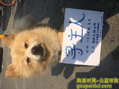 【北京捡到狗】，北京市朝阳区朝阳北路附近捡到黄色狗狗一只，它是一只非常可爱的宠物狗狗，希望它早日回家，不要变成流浪狗。