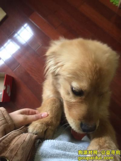 【上海找狗】，4个月大金毛犬走失，重金酬谢，急寻爱狗，它是一只非常可爱的宠物狗狗，希望它早日回家，不要变成流浪狗。