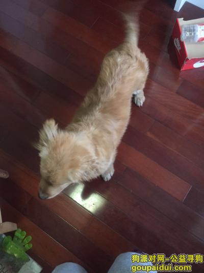 【上海找狗】，3000元寻金毛爱犬回家，它是一只非常可爱的宠物狗狗，希望它早日回家，不要变成流浪狗。