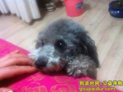 2017.2.1日兰高速济宁服务区丢失母灰色泰迪，它是一只非常可爱的宠物狗狗，希望它早日回家，不要变成流浪狗。