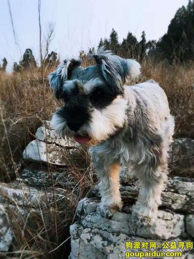 重金寻狗——徐州，雪纳瑞，5岁，椒盐灰色，它是一只非常可爱的宠物狗狗，希望它早日回家，不要变成流浪狗。