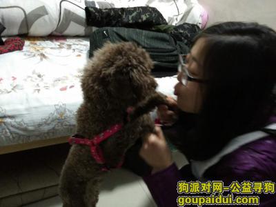 【杭州找狗】，生病贵宾走失文二西路，它是一只非常可爱的宠物狗狗，希望它早日回家，不要变成流浪狗。
