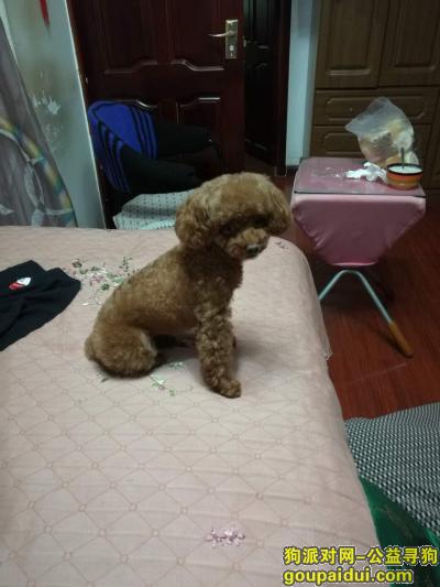 【哈尔滨找狗】，3月7日今天中午刚丢于49中公交站，它是一只非常可爱的宠物狗狗，希望它早日回家，不要变成流浪狗。