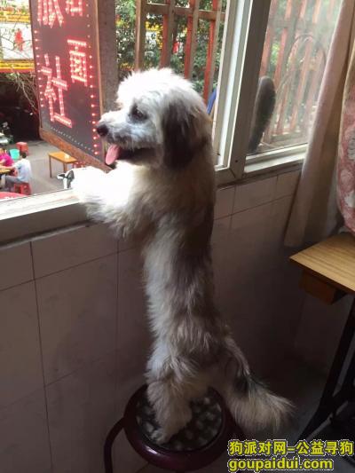 【合肥找狗】，寻浅棕色串串小公狗一只六岁，它是一只非常可爱的宠物狗狗，希望它早日回家，不要变成流浪狗。