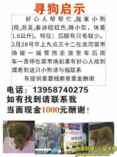 【温州找狗】，温州市平阳县昆阳镇龙河菜市场寻找棕色泰迪，它是一只非常可爱的宠物狗狗，希望它早日回家，不要变成流浪狗。