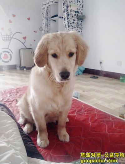 【泰安找狗】，寻找金毛狗狗，在泰安肥城走丢，，它是一只非常可爱的宠物狗狗，希望它早日回家，不要变成流浪狗。