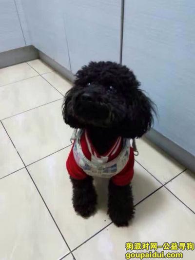 5000元寻找，上海市闵行区平南路（近虹梅路中环附近）丢失黑色泰迪公狗，它是一只非常可爱的宠物狗狗，希望它早日回家，不要变成流浪狗。