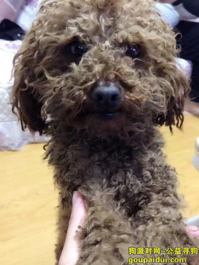 青岛崂山张村捡到棕色泰迪公狗，它是一只非常可爱的宠物狗狗，希望它早日回家，不要变成流浪狗。