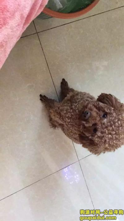 寻江苏南京浦口棕色泰迪 公 2岁了，它是一只非常可爱的宠物狗狗，希望它早日回家，不要变成流浪狗。