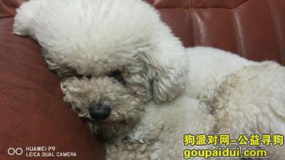 【武汉找狗】，武汉市东湖绿道遗失狗狗，它是一只非常可爱的宠物狗狗，希望它早日回家，不要变成流浪狗。