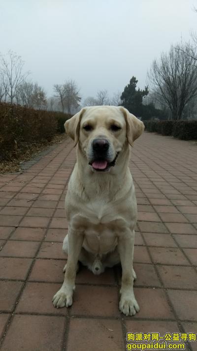 【天津找狗】，天津寻狗启示 拉布拉多 酬谢2万，它是一只非常可爱的宠物狗狗，希望它早日回家，不要变成流浪狗。