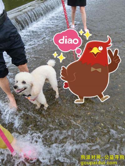 【武汉找狗】，武汉东西湖区寻狗，它是一只非常可爱的宠物狗狗，希望它早日回家，不要变成流浪狗。
