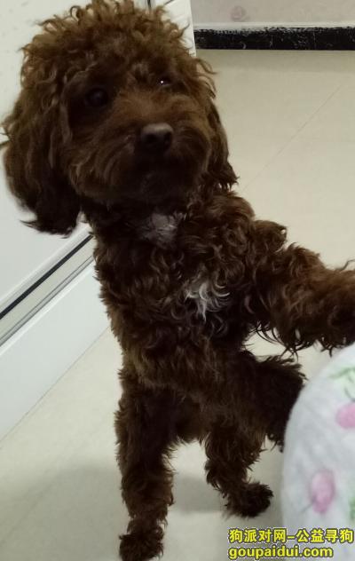 【郑州找狗】，寻深咖啡泰迪狗，名叫卡卡，它是一只非常可爱的宠物狗狗，希望它早日回家，不要变成流浪狗。