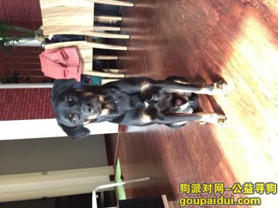 【北京找狗】，重金寻狗，北京朝阳区京旺家园，它是一只非常可爱的宠物狗狗，希望它早日回家，不要变成流浪狗。