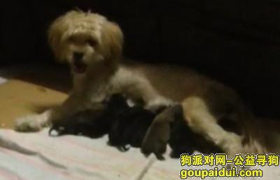 【杭州找狗】，楼塔土狗，它是一只非常可爱的宠物狗狗，希望它早日回家，不要变成流浪狗。