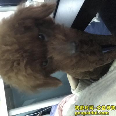 求求大家帮帮忙让狗狗早点回家于成华区驷马桥东立国际附近走失，它是一只非常可爱的宠物狗狗，希望它早日回家，不要变成流浪狗。