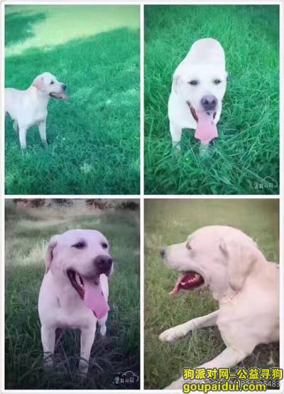 联盟三路奶白色拉布拉多犬丢失，它是一只非常可爱的宠物狗狗，希望它早日回家，不要变成流浪狗。