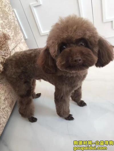 恒大御景湾南门商铺丢失一只巧克力色泰迪犬，它是一只非常可爱的宠物狗狗，希望它早日回家，不要变成流浪狗。