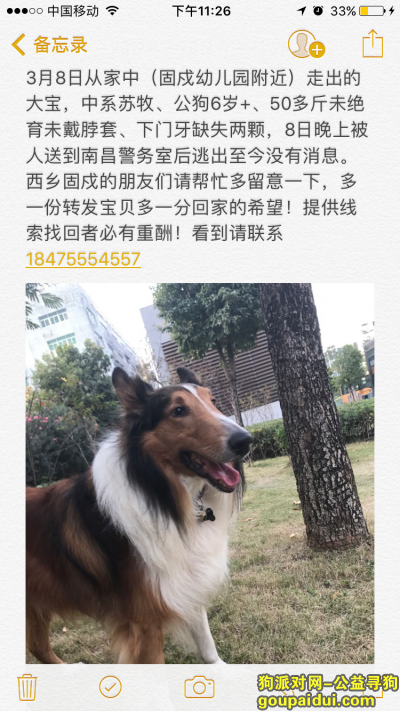 3月8日晚上深圳西乡走丢一只老苏牧，它是一只非常可爱的宠物狗狗，希望它早日回家，不要变成流浪狗。