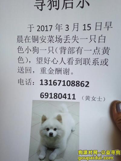 上海铜川路祁连山南路附近寻找2年大爱狗，它是一只非常可爱的宠物狗狗，希望它早日回家，不要变成流浪狗。