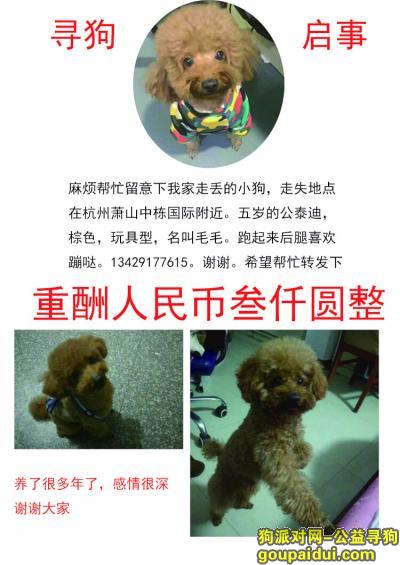 【杭州找狗】，急寻狗狗10号在杭州萧山走丢，它是一只非常可爱的宠物狗狗，希望它早日回家，不要变成流浪狗。