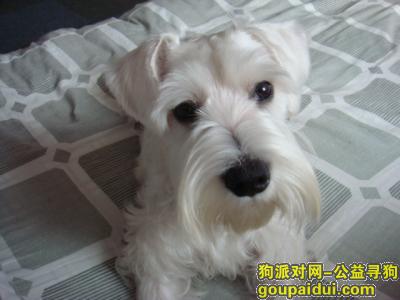 寻找爱犬一只白色雪纳瑞，它是一只非常可爱的宠物狗狗，希望它早日回家，不要变成流浪狗。