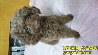 【天津找狗】，酬金5000元，请大家帮忙寻找我家泰迪狗狗，它是一只非常可爱的宠物狗狗，希望它早日回家，不要变成流浪狗。