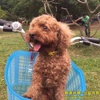 【广州找狗】，广州白云区寻找一条棕色贵宾犬，它是一只非常可爱的宠物狗狗，希望它早日回家，不要变成流浪狗。