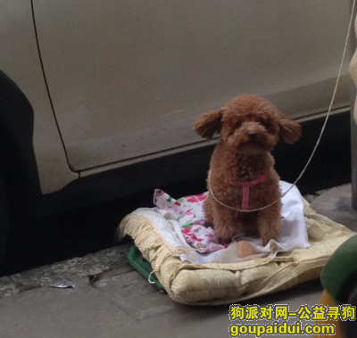 【杭州捡到狗】，在浙江杭州下城区和平小区内捡到一只泰迪，因家里已有宠物，寻失主。，它是一只非常可爱的宠物狗狗，希望它早日回家，不要变成流浪狗。