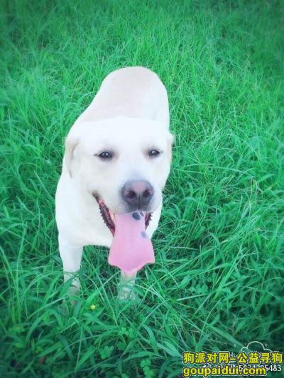 联盟三路拉布拉多犬丢失，它是一只非常可爱的宠物狗狗，希望它早日回家，不要变成流浪狗。