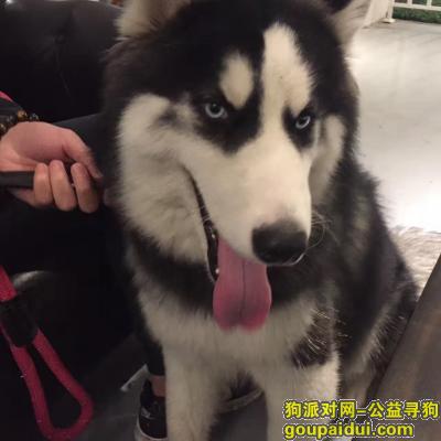 【广州找狗】，黄埔区小径村附近找狗哈士奇，它是一只非常可爱的宠物狗狗，希望它早日回家，不要变成流浪狗。