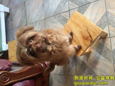 【重庆找狗】，棕色混血宝贝，想你了，它是一只非常可爱的宠物狗狗，希望它早日回家，不要变成流浪狗。