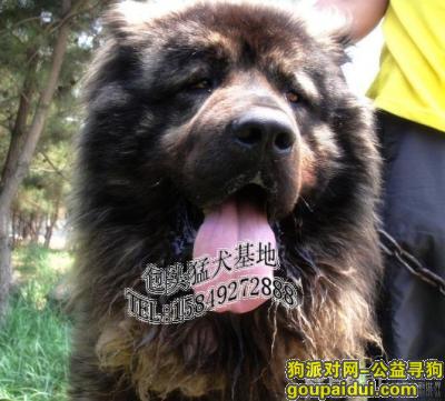 【上海找狗】，高加索 大型犬 走丢，它是一只非常可爱的宠物狗狗，希望它早日回家，不要变成流浪狗。