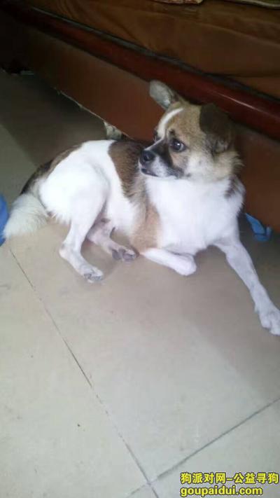 2000元寻狗，广州白云区石岗，它是一只非常可爱的宠物狗狗，希望它早日回家，不要变成流浪狗。