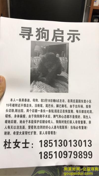 【北京找狗】，周庄嘉园东里小区附近走失，它是一只非常可爱的宠物狗狗，希望它早日回家，不要变成流浪狗。