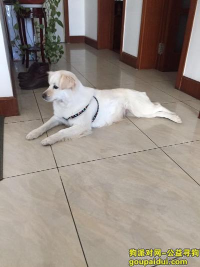 【北京找狗】，寻流浪狗(金毛的串)，它是一只非常可爱的宠物狗狗，希望它早日回家，不要变成流浪狗。