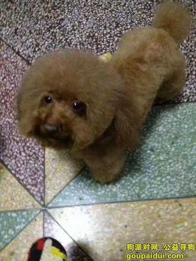 宿州寻找红棕色泰迪小狗，它是一只非常可爱的宠物狗狗，希望它早日回家，不要变成流浪狗。