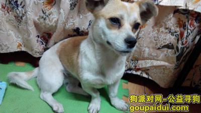 【上海找狗】，闵行区寻找一只黄白相间的小土狗，母，2017年3月7日丢失，它是一只非常可爱的宠物狗狗，希望它早日回家，不要变成流浪狗。