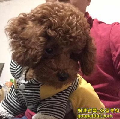 【徐州找狗】，急寻棕红色泰迪，3月19日，它是一只非常可爱的宠物狗狗，希望它早日回家，不要变成流浪狗。
