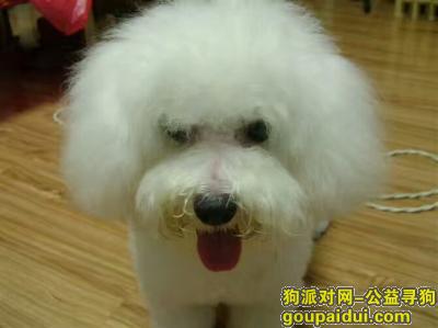 【郑州找狗】，郑州双河市边丢失白色母狗一只名字叫毛毛，它是一只非常可爱的宠物狗狗，希望它早日回家，不要变成流浪狗。