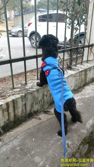 【南昌找狗】，黑色泰迪财经大学枫林园走丢，它是一只非常可爱的宠物狗狗，希望它早日回家，不要变成流浪狗。