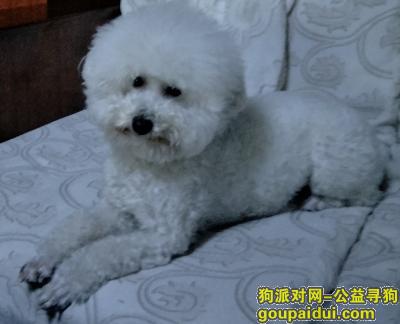【郑州找狗】，帮我找一下我的狗狗吧  白色的比熊，它是一只非常可爱的宠物狗狗，希望它早日回家，不要变成流浪狗。