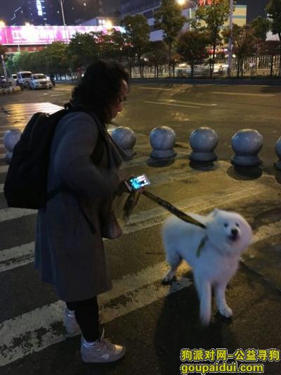 街道口地铁站捡到萨摩耶，它是一只非常可爱的宠物狗狗，希望它早日回家，不要变成流浪狗。